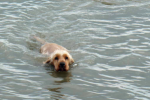 [Einsatz] Tier im Wasser